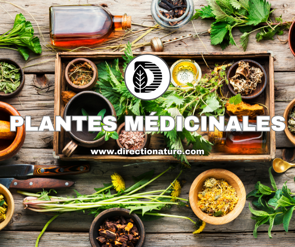 Les plantes médicinales