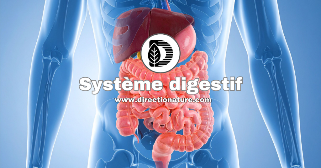 Le système digestif