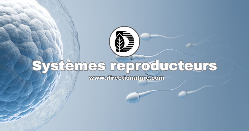 Les systèmes reproducteurs